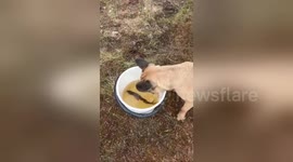 Dog tries unsuccessfully to remove fish from bucket