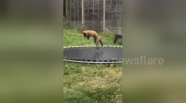 Playful fox cub caught jumping on trampoline in London garden