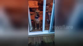 Clueless dog doesn't realise sliding door is open