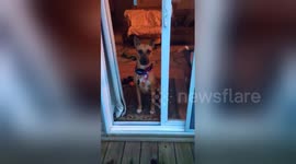 Newsflare Edit - Clueless dog doesn't realise sliding door is open