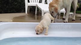 Labrador teaches puppy how to overcome fear of water