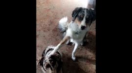 Watch dog’s amazing reaction when owner asks, ‘Who’s your best friend?’