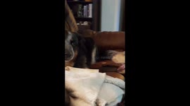 His owner brought a new pup home and this dog definitely isn't amused
