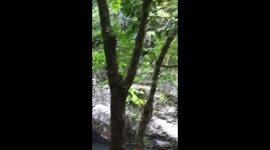 Crystal Cascades - The Dive. Saw this daredevil Aussie dive from the natural rocks around a river in Cairns. Looked adventurous and great