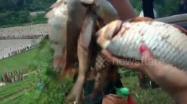 Moments of thousands of children fighting over goldfish in the muddy fields