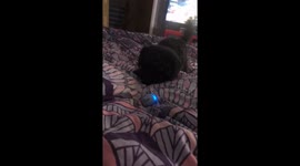 Puppies angry at speaker