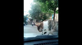 Outdoor cat