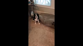Milton the puppy is embarrassed when he's caught being mischievous