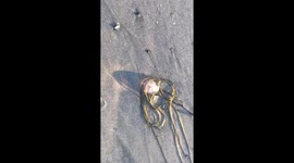Dozens of jellyfish wash up on Cornish beach during heatwave