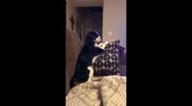 Milton the Cavalier King Charles Spaniel getting caught by mom again! Totally embarrassed!