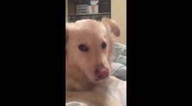 Remorseful puppy is embarrassed when confronted