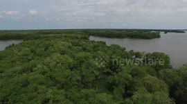 aerial shot beach, manglar, swamp