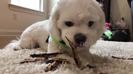 Cavachon puppy gnawing on a stick!