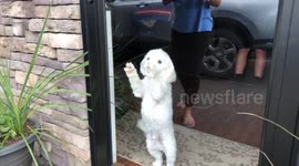 Jumper the Cavachon homecoming reaction!