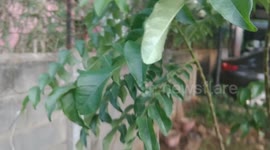 Interesting insect seen on curry leaves  in a garden patch
