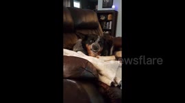 His owner brought a new pup home and this dog definitely isn't amused