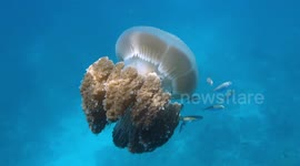 Jellyfish alarm! Divers encounter a pelagic jellyfish with small fish hitching a ride