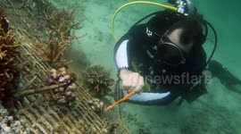 Regrowing a coral reef! This is how an artificial reef can revive the ocean in just 12 months