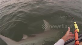 Florida kayaker battles 6-foot hammerhead shark caught on hook