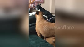 This is why you should never shout 'treats' around your dogs