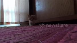 Sweet kitty