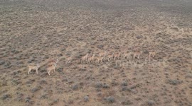 Drone footage of a herd of Eland running in the Karoo, South Africa