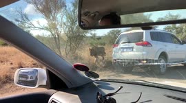 Close lion encouter at the Kruger National Park
