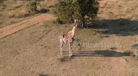 Drone footage from the giraffes perspective