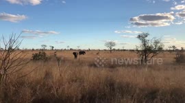 Too close for comfort with an African elephant in the kruger national park