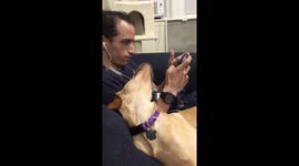 Look on dog’s face when owner is preoccupied playing Fortnite will make you say, ‘Awwww’