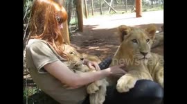 Adorable lion cubs love to snuggle with caretaker