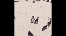 Two penguins fighting