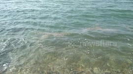 Jellyfish Swarm in Hythe