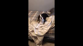 Milton doesn’t like bath time...wait until the end