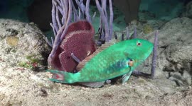 Cozumel Night Dive - Paradise Reef
