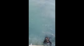 Wild seal getting hand fed