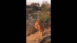 ‘We sat as still as possible’: Tourists in safari vehicle have close encounter with lion