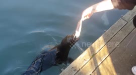 Friendly wild baby seal getting fed