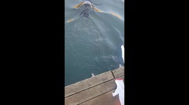Wild seal coming when its called