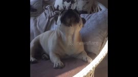 This dog singing opera with his owner will make you laugh non-stop