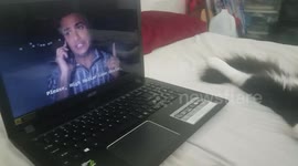 Cat watching Netflix