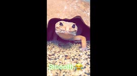 Gecko winking at me