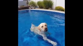 Dog standing in pool