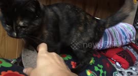 Kitten thinks she’s a dog, plays fetch!