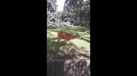 Berlin Zoo