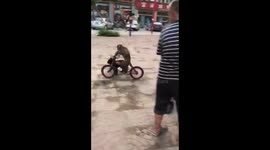 Onlookers stare in shock as cheeky monkey skillfully rides bike in public square