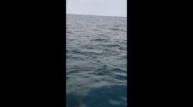 Bottlenose dolphin showing off