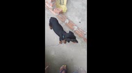 Learning to say hello my 3 months Doberman