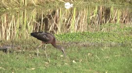 A beautiful Glossy Ibis feeding on the edge of a lake