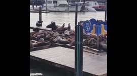 A seal's life at Pier39 - San Francisco